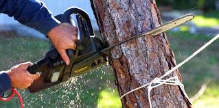 Best Tree Fertilization  in Tignall, GA