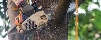 How Our Tree Care Process Works  in  Tignall, GA