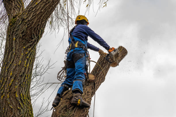 Best Tree Mulching  in Tignall, GA