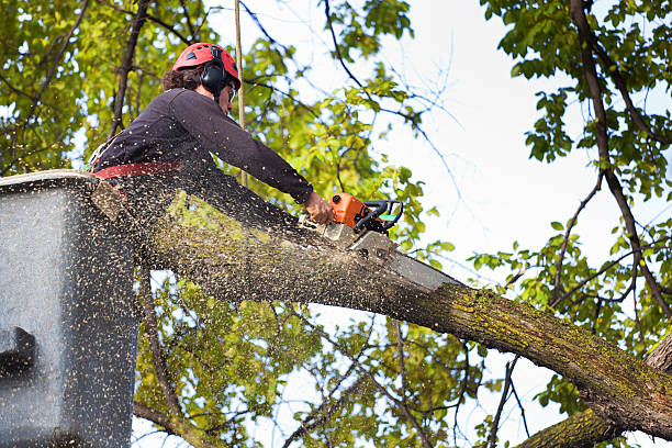 Best Hazardous Tree Removal  in Tignall, GA